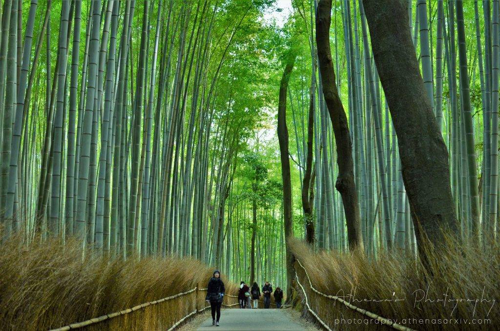 Arashiyama bamboo forest, Japan