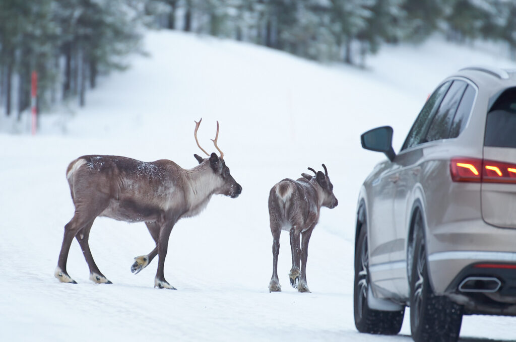 Reindeer in Swedish roads